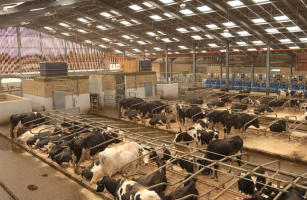 Dairy Farm
