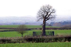 THE Royal Oak, Boscobel House