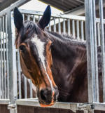 Horsey McHorseface