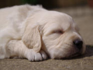 A month old