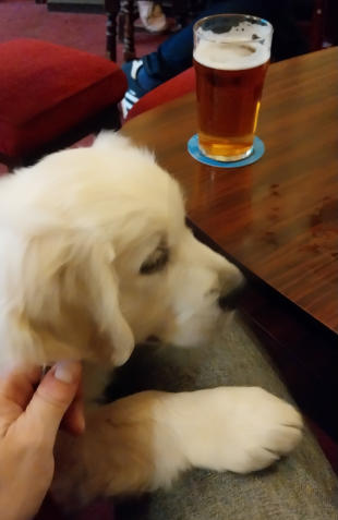 First Pint
